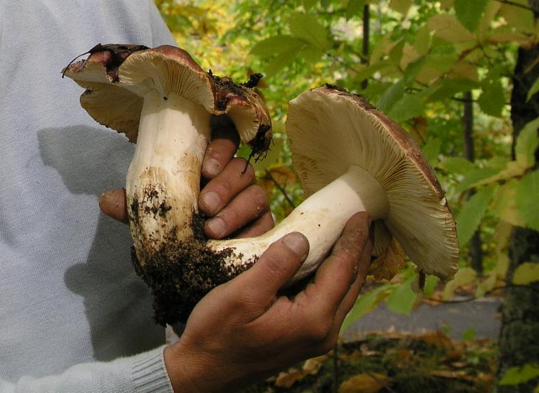 Russula  atropurpurea (Krombholz) britzelmayr